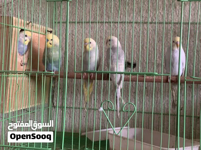 طيور حب ريمبو زوج و 3 مخاليف موف