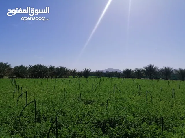 Farm Land for Sale in Buraimi Mahdah