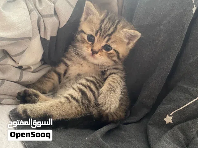 انثى سكوتش ستريت عمر شهرين متعوده ع اللتر بوكس وعلى الدراي فود