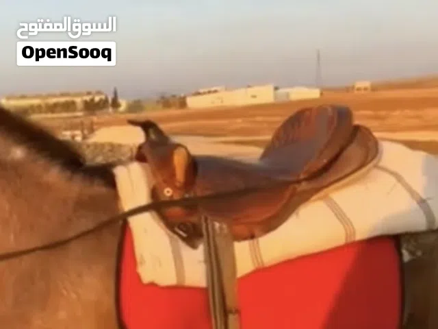 سرج إنجليزي للبيع