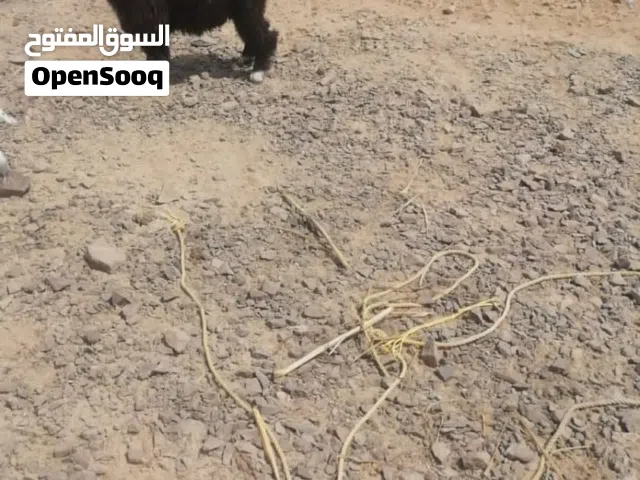 للبيع جدي من حلال بني سعيد