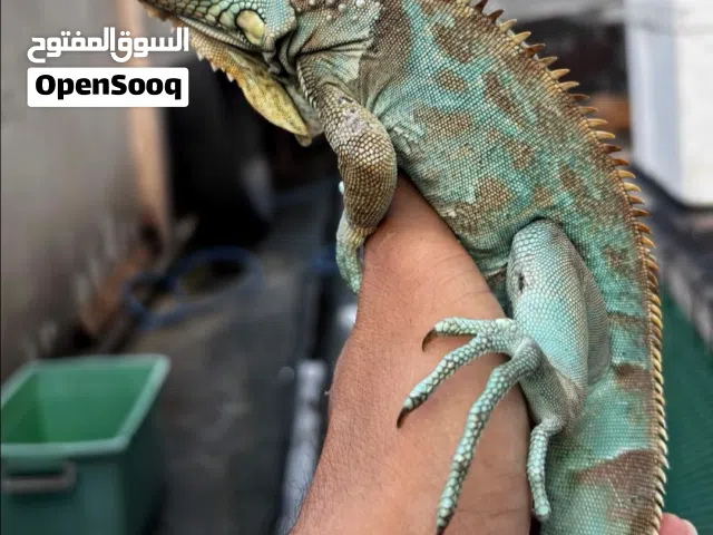 اسعار ع حسب الوان واحجام شي احمر اخضر اصفر  ازرق