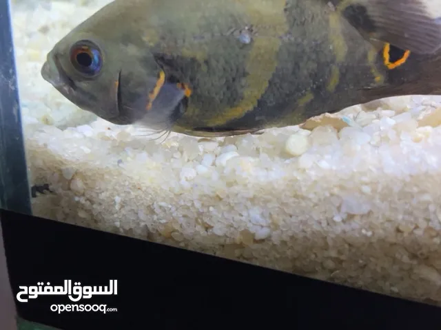 اسماك أوسكار للبيع