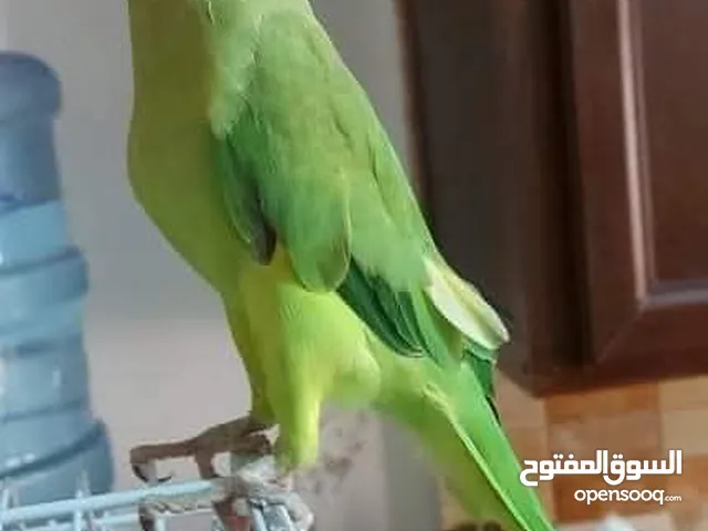 زوج دره هندي منتح تحته فراخ