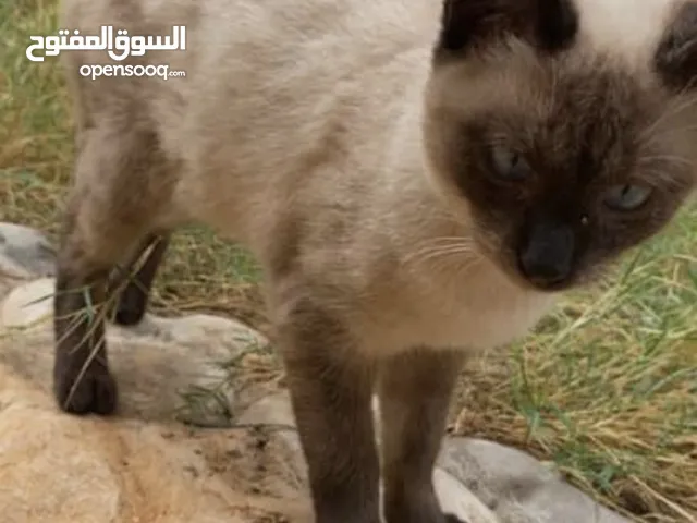 للبيع السعر 390 سيامي