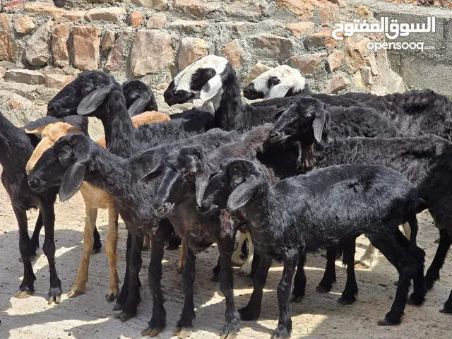 اضاحي سمان فول ما شاء الله عليهن كبشان وحملات عمانيات سمان السعر 58 ف الرأس بالجمله وتنقي ع حسب