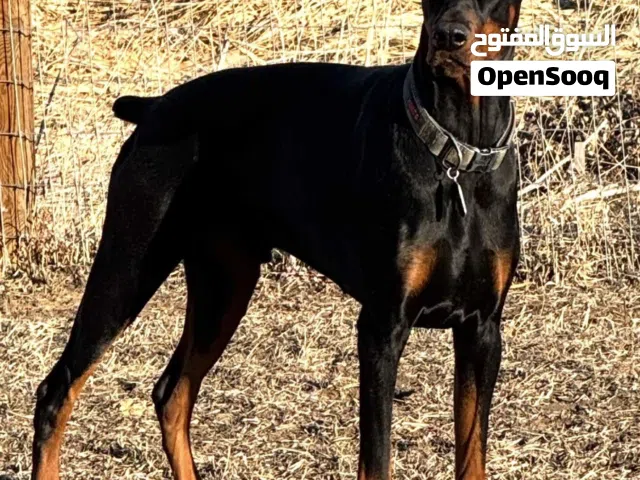 ديورانت للبدل مع طيور