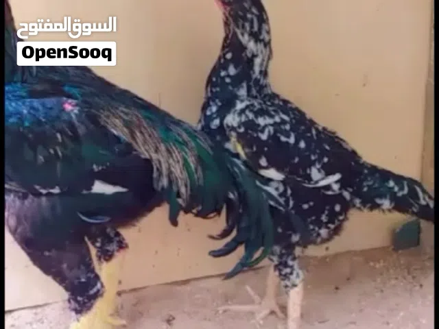 ديج اودجاجه هزاز كوبره شرط البيظ 350