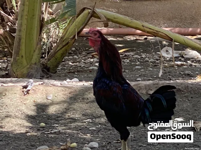 دياكا باكستاني امورهن طيبه