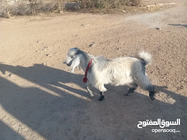 جدي ابيض ازرق