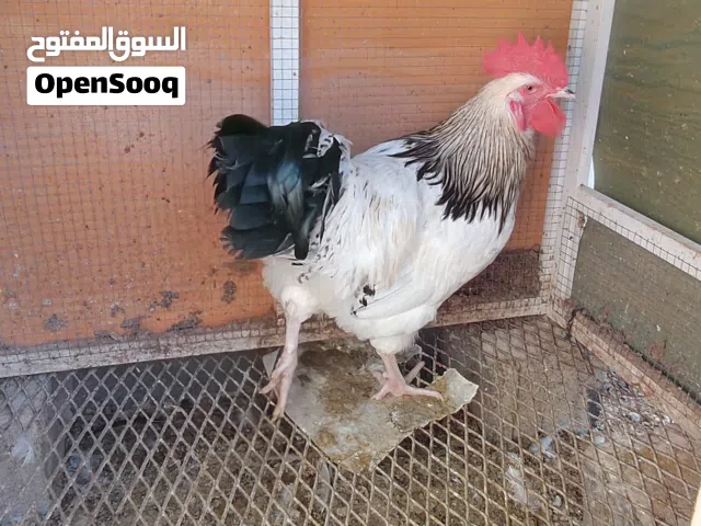 فروج سايكس طوق اقرا الوصف