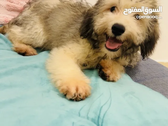 Amazing cute Puppy for Sale