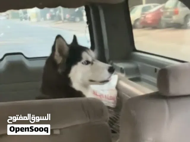 للبيع نثيه هاسكي صارفه جاهزه العمر سنتين ثاني صرفه لها منتجه عيون زرق
