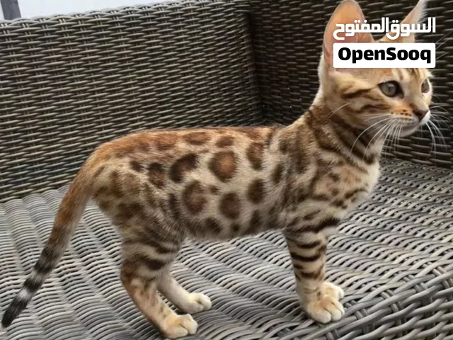 Female and male Bengal kittens