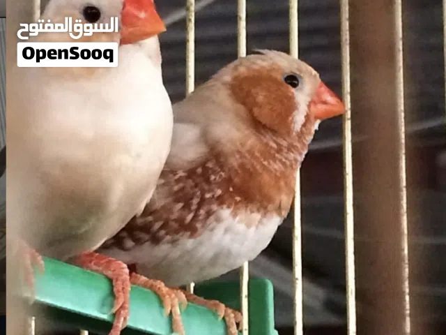 مطلوب مطلوب زيبرا