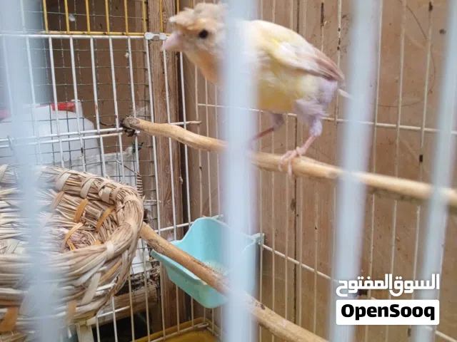 كناري مع قفص ب 20