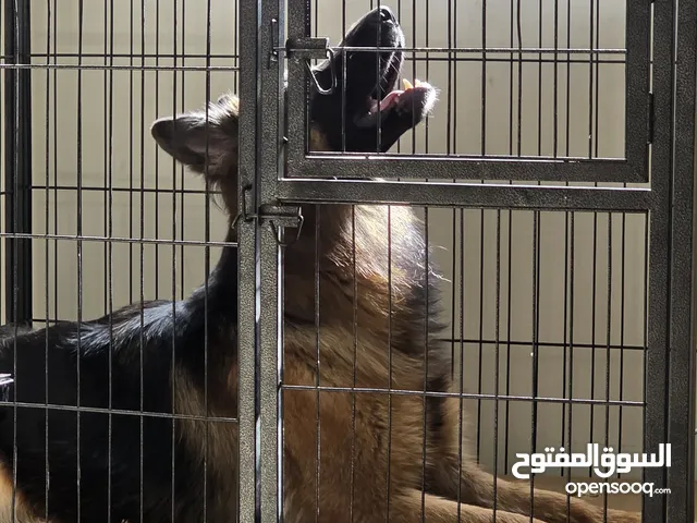 Cage for sale- قفص للبيع