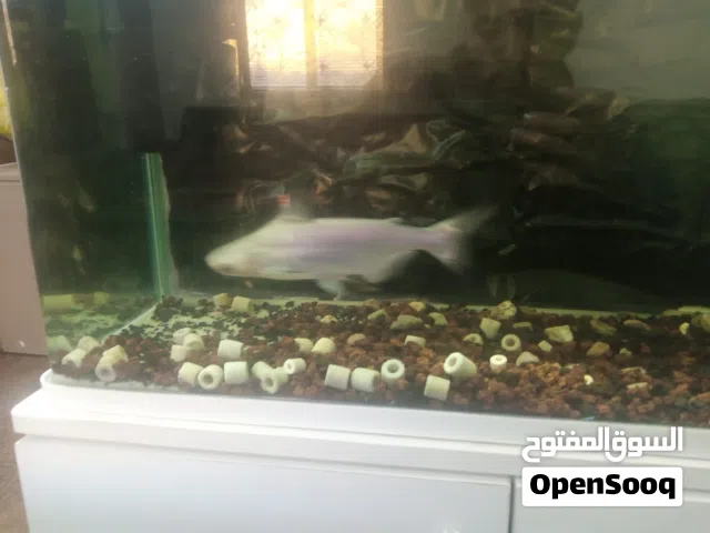 سمكه هايفن شارك فرعوني للبيع