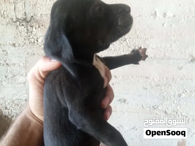 جراو للبيع براك