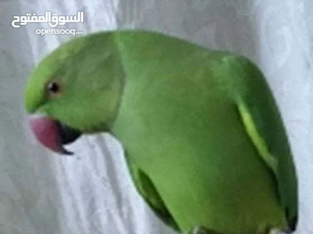 ببغاء دره هندي و طيور أخرى إقرأ الوصف