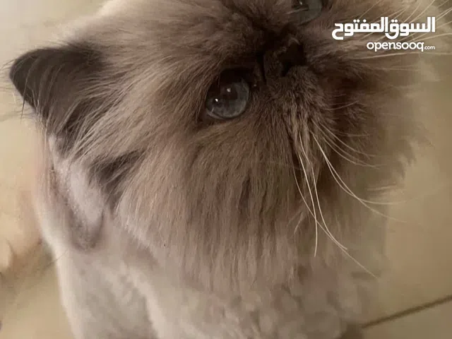 قط همايلايا ولد عمره سنة مع اغراضه واليف جدا وماخد المطعوم