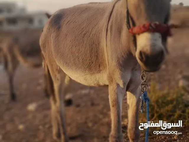 حماره للبيع مع جحشها