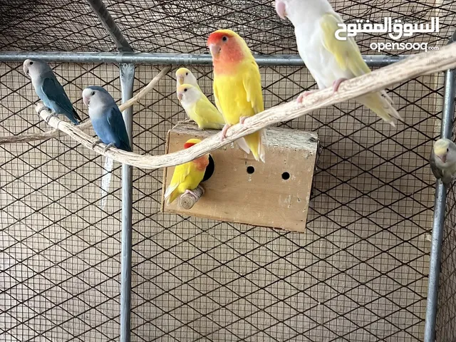 لوف بيرد ( روز )