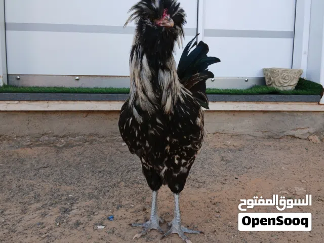 ديك بانكس درجة أولى