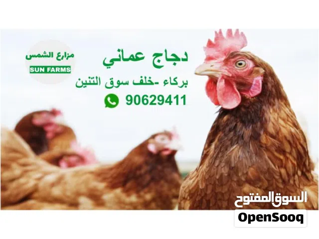 للبيع دجاج  عماني