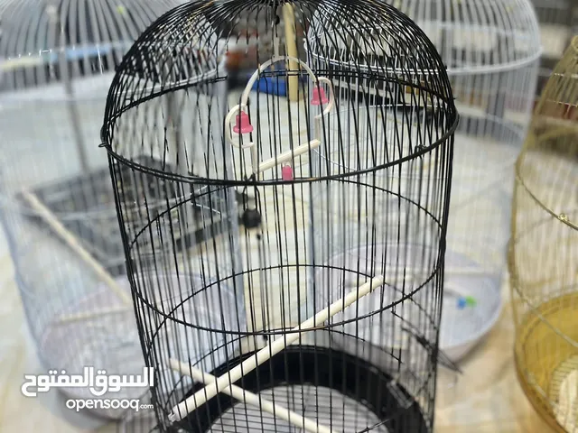 قفص مطاول أبيض أسود بخ حراري