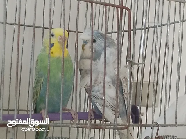 حب للبيع...