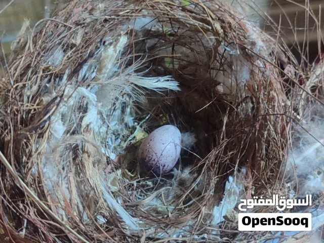 زوج بلابل شرط الانتاج والتغريد