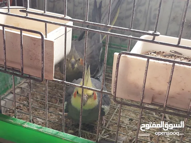عصافير كوتيل مع القفص