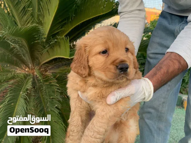 Premium Golden Retriever Puppies Available  Looking for a loyal, loving, and family-friendly comp