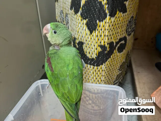 فرخ ببغاء نيبالي