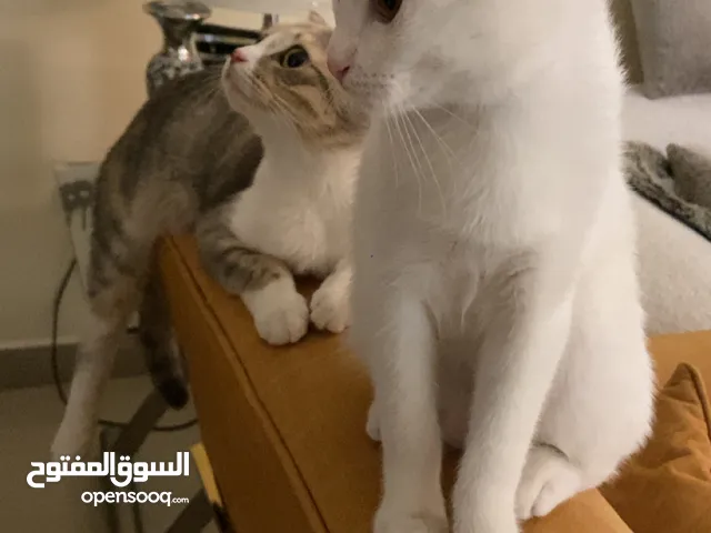 Two Scottish fold for adoption, urgent, completely free, includes many things.