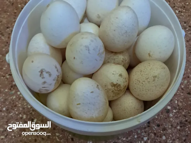 بيض حبش للبيع