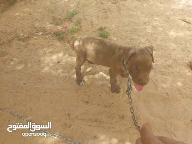 بيتبو للبيع اقرا الوصف