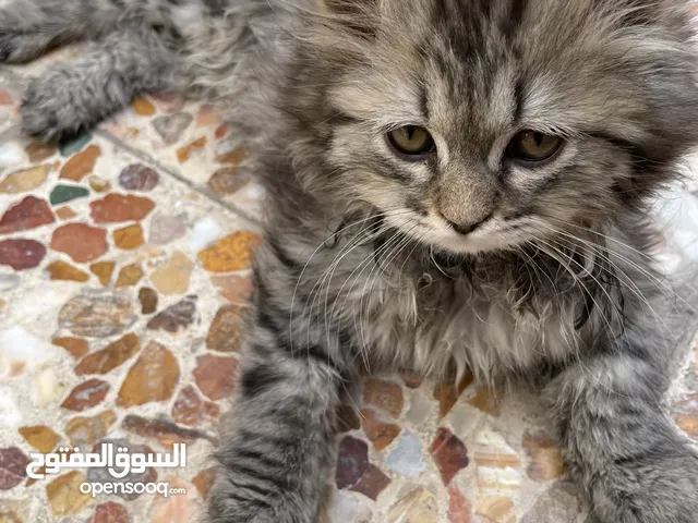 قطط شيرازي