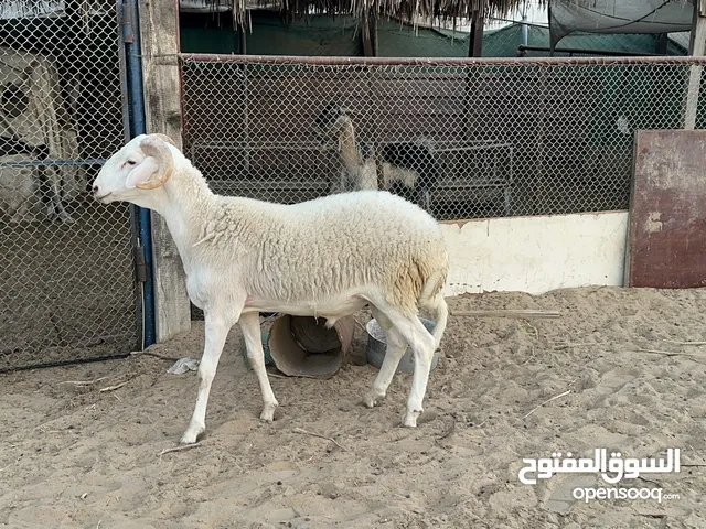 خروف قبرصي بيور وصنف ومعرف وماشاء الله سمين فوول وحجم وزن اللهم بارك ومشروع طيب للتربية