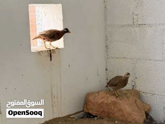 الحجل الرملي او الصبا