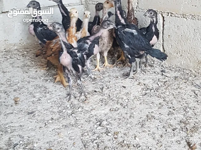 دجاج بكستاني