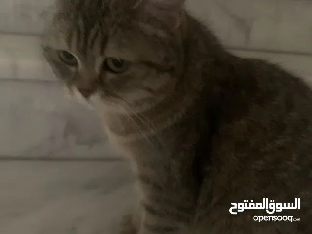 قطه منزليه للبيع