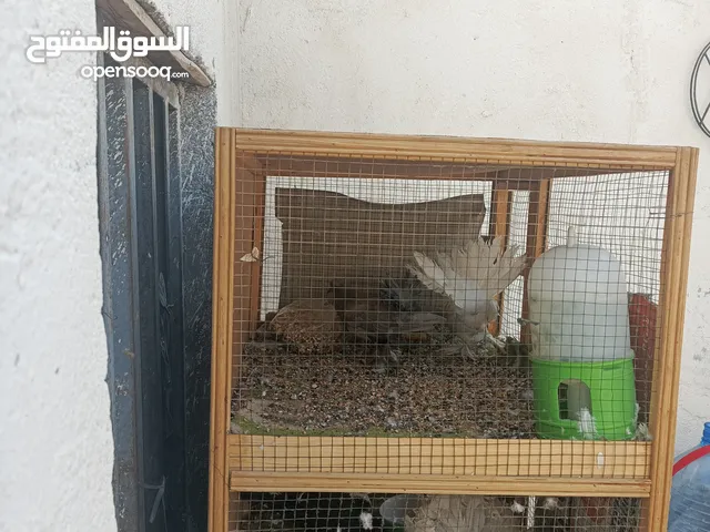 سلام عليكم شباب طيور زينه ثلاث ازواج للبيع اقره الوصف