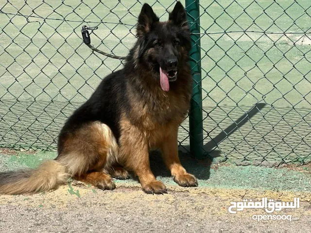 جيرمن شيبرد