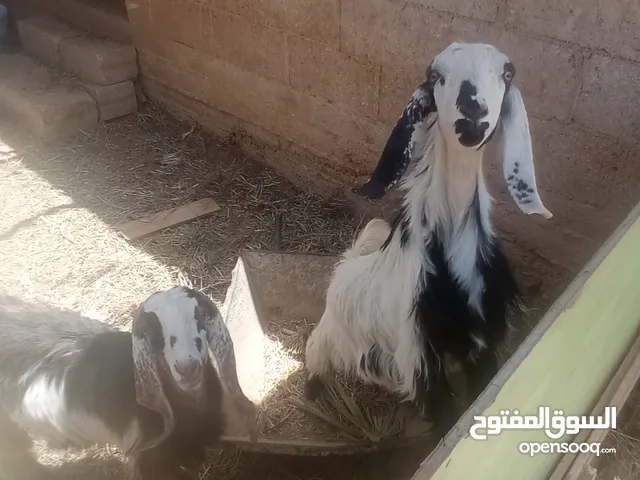 ماعز للبيع