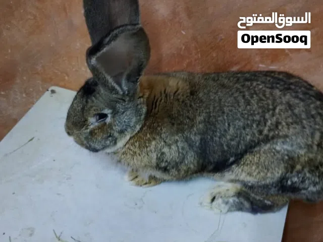 ارنب اوكراني للبيع