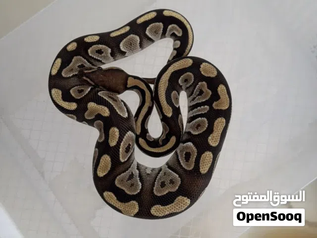 بول بايثون