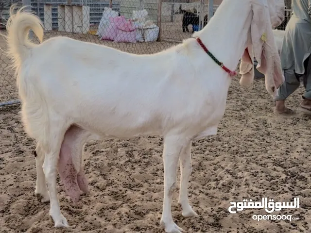 للبيع معز باكستاني حجازي