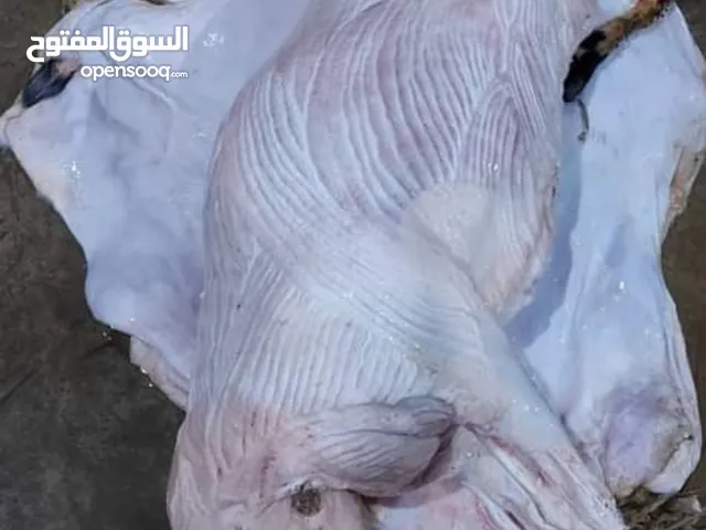 ذبح اضاحي العيد